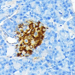 Anti-Insulin antibody [GT1229] used in IHC (Paraffin sections) (IHC-P). GTX02826