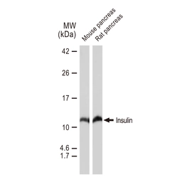 Anti-Insulin antibody [GT1229] used in Western Blot (WB). GTX02826