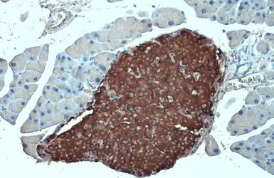 Anti-Insulin antibody [GT1229] used in IHC (Paraffin sections) (IHC-P). GTX02826