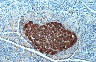 Anti-Insulin antibody [GT1229] used in IHC (Paraffin sections) (IHC-P). GTX02826