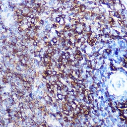 Anti-HLA-DQA1 antibody [GT1231] used in IHC (Paraffin sections) (IHC-P). GTX02828