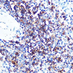 Anti-HLA-DQA1 antibody [GT1231] used in IHC (Paraffin sections) (IHC-P). GTX02828