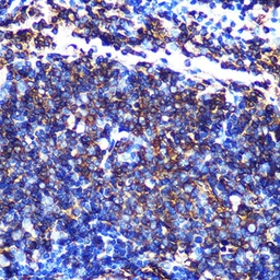 Anti-HLA-DQA1 antibody [GT1231] used in IHC (Paraffin sections) (IHC-P). GTX02828