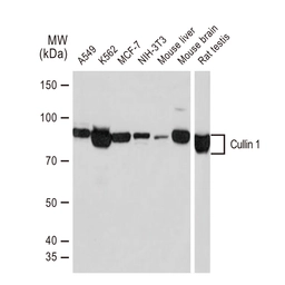 Anti-Cullin 1 antibody [GT1236] used in Western Blot (WB). GTX02833