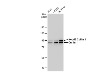 Anti-Cullin 1 antibody [GT1236] used in Western Blot (WB). GTX02833