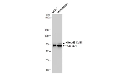 Anti-Cullin 1 antibody [GT1236] used in Western Blot (WB). GTX02833