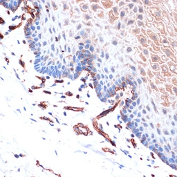 Anti-CDH13 antibody [GT1255] used in IHC (Paraffin sections) (IHC-P). GTX02852