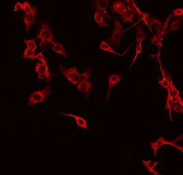 Anti-c-Met (phospho Tyr1234) antibody used in Immunocytochemistry/ Immunofluorescence (ICC/IF). GTX02868