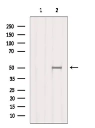 Anti-SMCR7L antibody used in Western Blot (WB). GTX03170