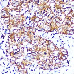 Anti-mAChR M2 antibody [GT1272] used in IHC (Paraffin sections) (IHC-P). GTX03184