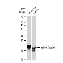 Anti-alpha A Crystallin antibody [GT1276] used in Western Blot (WB). GTX03188