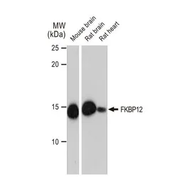 Anti-FKBP12 antibody [GT1281] used in Western Blot (WB). GTX03193