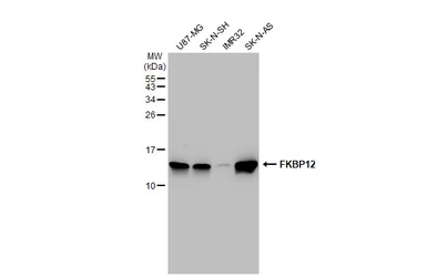 Anti-FKBP12 antibody [GT1281] used in Western Blot (WB). GTX03193