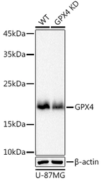 Anti-GPX4 antibody [GT1282] used in Western Blot (WB). GTX03194