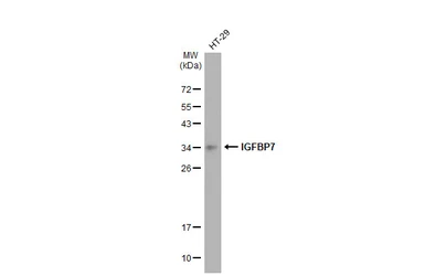 Anti-IGFBP7 antibody [GT1286] used in Western Blot (WB). GTX03198