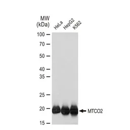 Anti-MTCO2 antibody [GT1293] used in Western Blot (WB). GTX03205