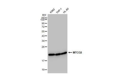 Anti-MTCO2 antibody [GT1293] used in Western Blot (WB). GTX03205