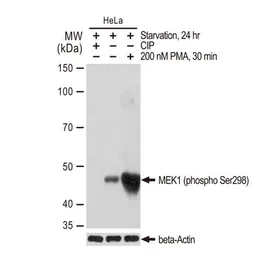 Anti-MEK1 (phospho Ser298) antibody [GT1305] used in Western Blot (WB). GTX03217