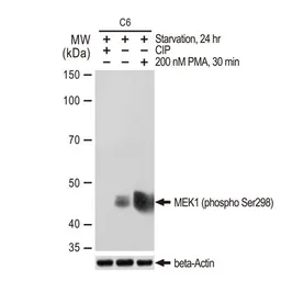 Anti-MEK1 (phospho Ser298) antibody [GT1305] used in Western Blot (WB). GTX03217