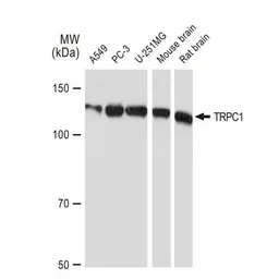 Anti-TRPC1 antibody [GT1318] used in Western Blot (WB). GTX03230