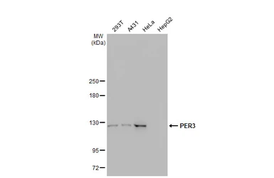 Anti-PER3 antibody [GT1327] used in Western Blot (WB). GTX03239