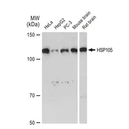 Anti-HSP105 antibody [GT1336] used in Western Blot (WB). GTX03248