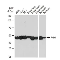 Anti-PHD1 antibody [GT1342] used in Western Blot (WB). GTX03254