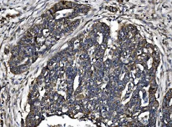 Anti-TJP2 antibody used in IHC (Paraffin sections) (IHC-P). GTX03355