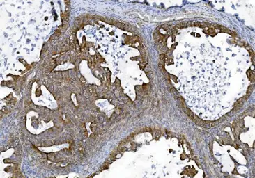 Anti-TJP2 antibody used in IHC (Paraffin sections) (IHC-P). GTX03355