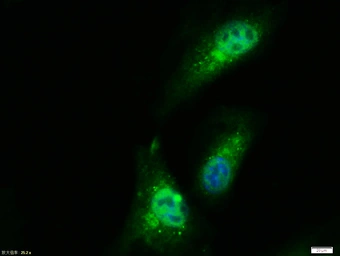 Anti-PPAR gamma antibody used in Immunocytochemistry/ Immunofluorescence (ICC/IF). GTX03364