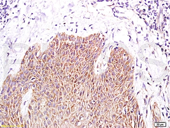 Anti-PPAR gamma antibody used in IHC (Paraffin sections) (IHC-P). GTX03364