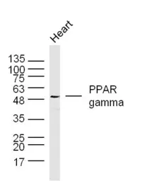 Anti-PPAR gamma antibody used in Western Blot (WB). GTX03364