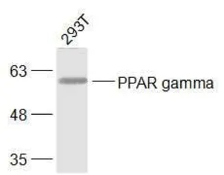 Anti-PPAR gamma antibody used in Western Blot (WB). GTX03364