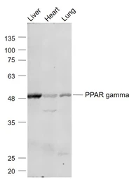 Anti-PPAR gamma antibody used in Western Blot (WB). GTX03364