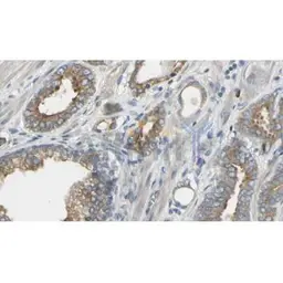 Anti-HDC antibody used in IHC (Paraffin sections) (IHC-P). GTX03370