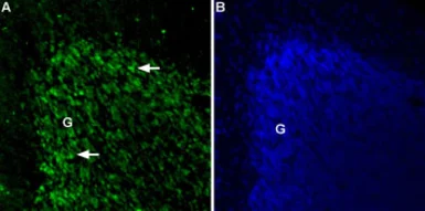 Anti-TPCN2 antibody used in IHC (Frozen sections) (IHC-Fr). GTX03430