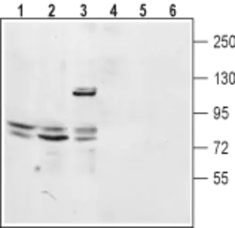 Anti-TPCN2 antibody used in Western Blot (WB). GTX03430