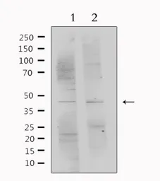 Anti-PEDF antibody used in Western Blot (WB). GTX03449