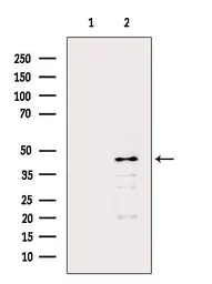 Anti-PEDF antibody used in Western Blot (WB). GTX03449