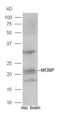 Anti-MOBP antibody used in Western Blot (WB). GTX03460