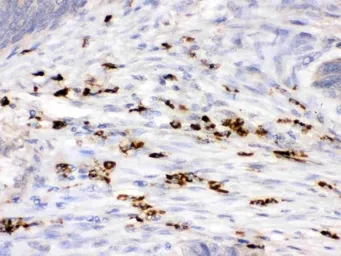 Anti-Lysozyme antibody used in IHC (Paraffin sections) (IHC-P). GTX03467