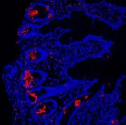 Anti-Lysozyme antibody used in IHC (Paraffin sections) (IHC-P). GTX03467