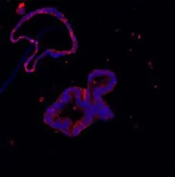 Anti-Lysozyme antibody used in IHC (Paraffin sections) (IHC-P). GTX03467