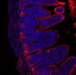 Anti-Lysozyme antibody used in IHC (Paraffin sections) (IHC-P). GTX03467