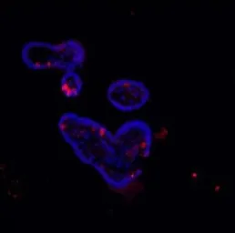 Anti-Lysozyme antibody used in IHC (Paraffin sections) (IHC-P). GTX03467