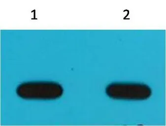 Anti-Avi-tag antibody [6E3] used in Western Blot (WB). GTX03483