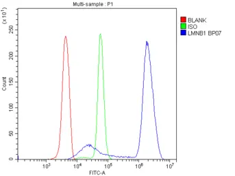 Anti-Lamin B1 antibody used in Flow cytometry (FACS). GTX03695