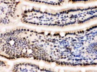 Anti-Lamin B1 antibody used in IHC (Frozen sections) (IHC-Fr). GTX03695