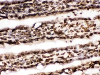 Anti-Lamin B1 antibody used in IHC (Frozen sections) (IHC-Fr). GTX03695