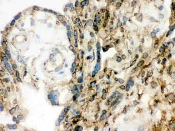 Anti-Lamin B1 antibody used in IHC (Frozen sections) (IHC-Fr). GTX03695